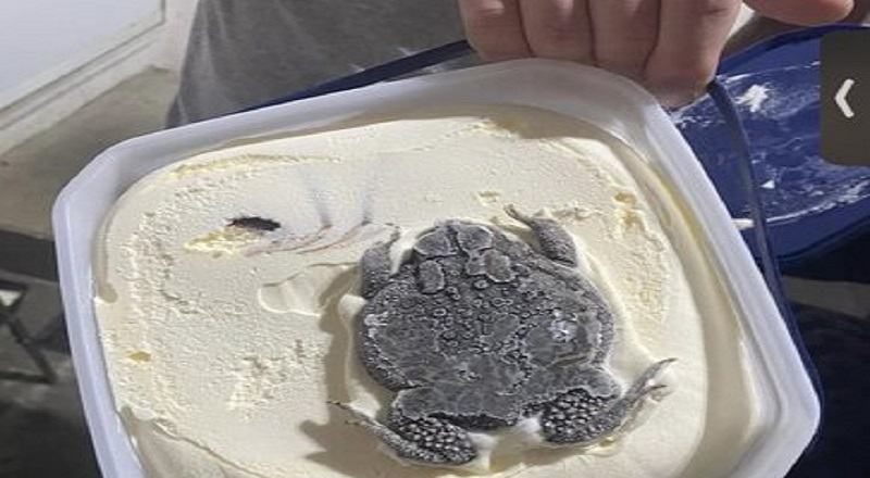 Woman finds a frog in her Blue Bell Ice Cream