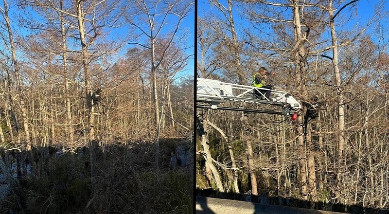Man gets stuck in tree running from police and needed rescuing