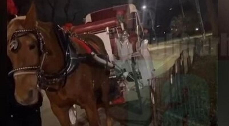 Woman leaves date because man brought horse and carriage