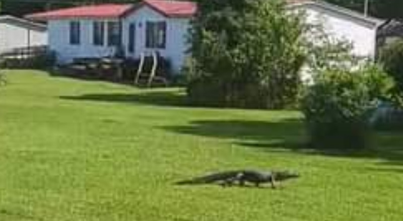 Alligator spotted walking through North Carolina yard